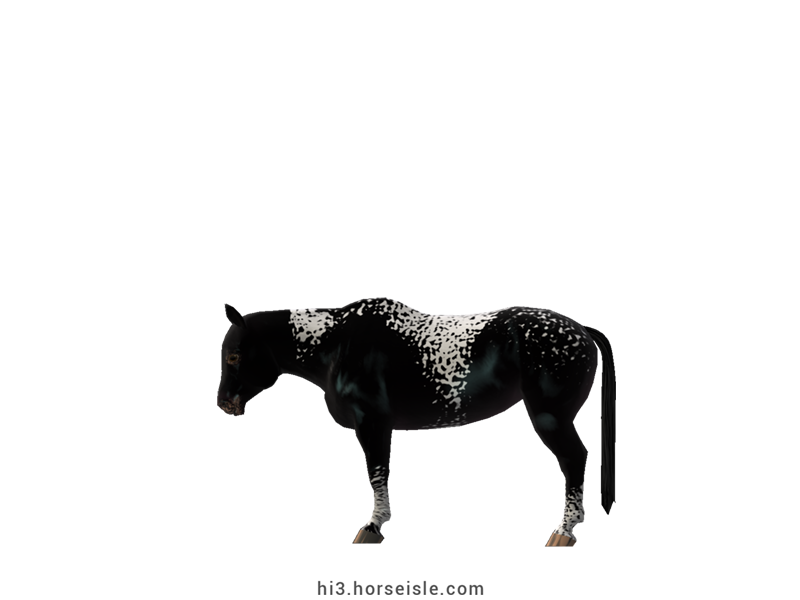 Cow-pony Omby Sooty Ebony Black Pintaloosa Coat (left view)